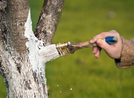 paggamot ng mga puno mula sa mga peste