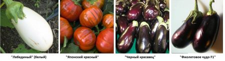 Varianter av aubergine