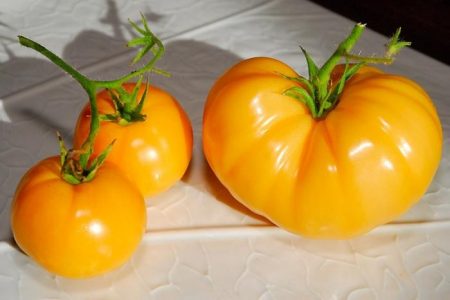 Tomatpersimmon: kjennetegn og beskrivelse av sorten