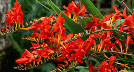 Crocosmia: landing en zorg