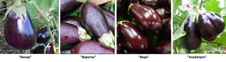 Varianter av aubergine med bilde og beskrivelse for åpen mark