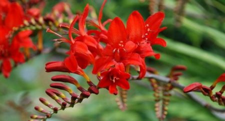 Crocosmia: planten en verzorgen in de volle grond