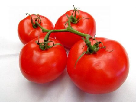 Tomato 