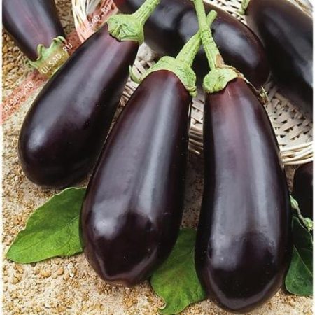 Soorten aubergine met een foto en een beschrijving