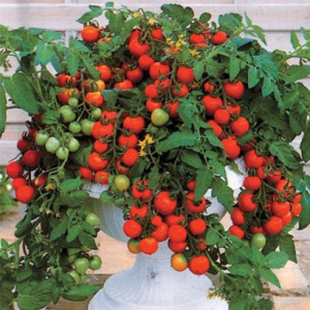 Utendørs Cherry Tomatoes, undersized