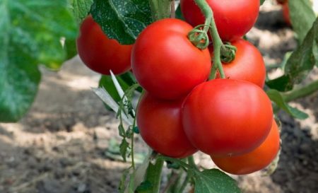 Welke soorten tomaten zijn het meest vruchtbaar voor open grond