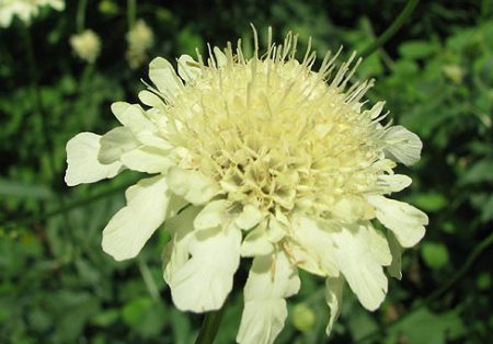 scabious