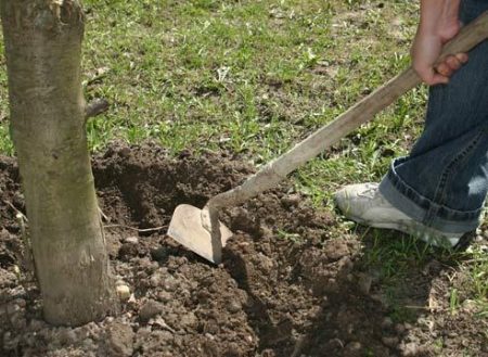 Bemesting van fruitbomen en struiken in het voorjaar