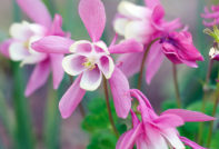 dyrking av aquilegia frø