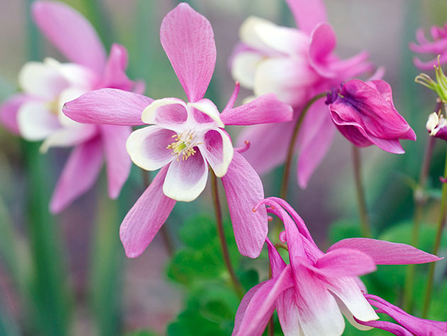 dyrking av aquilegia frø