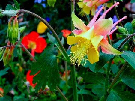 aquilegia-uhod