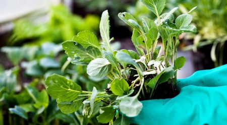 White Cabbage June