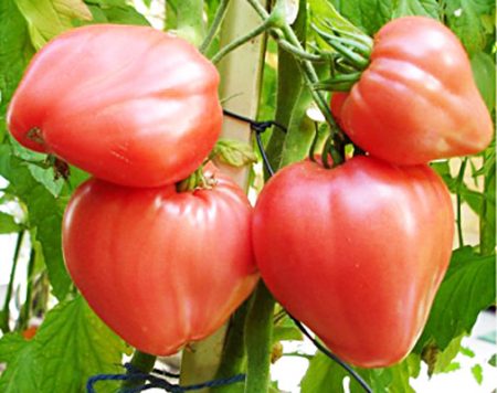 Katangian ng Tomato 