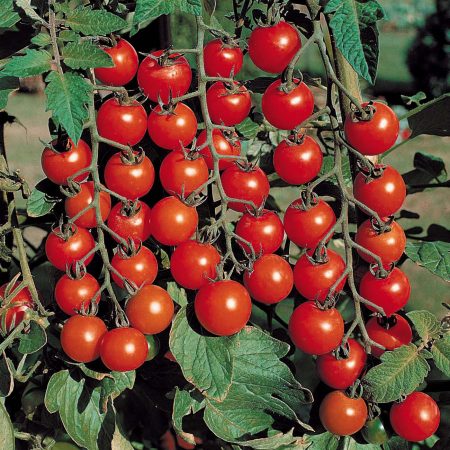 Cherry Tomatoes