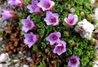 planting og pleie av saxifrage