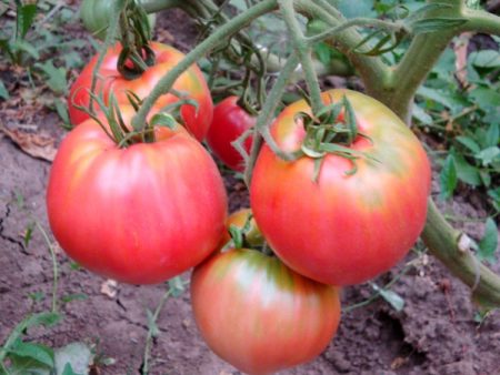 Kuskinn tomatkarakteristikk