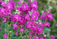 Matthiola zaadteelt