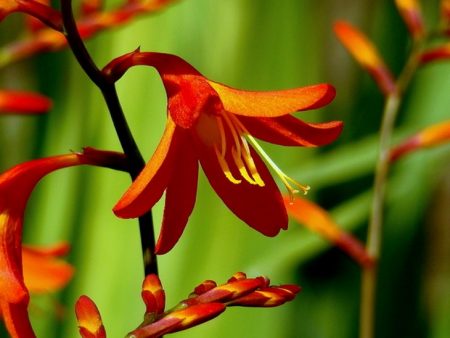 Crocosmia: planten en verzorgen in de volle grond, foto