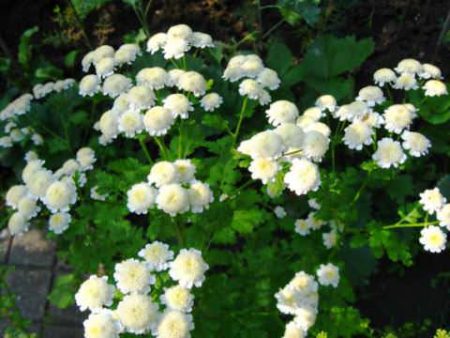 feverfew