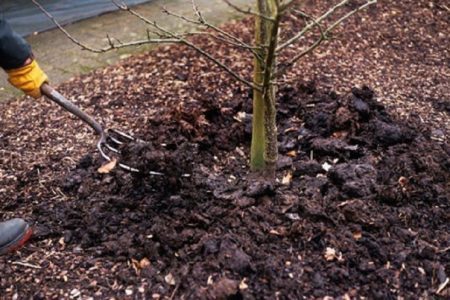 Bemesting van fruitbomen en struiken in het voorjaar