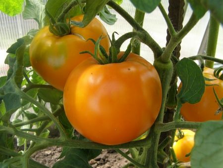 Tomato Persimmon: katangian