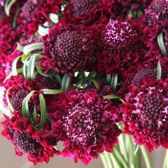 Scabiose planten en verzorgen