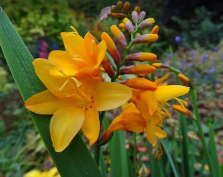 Crocosmia: landing