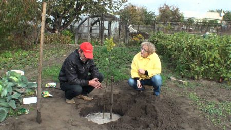 Bemesting van fruitbomen en struiken in het voorjaar