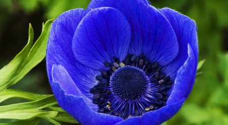 Anemone landing