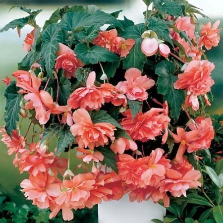 begonia