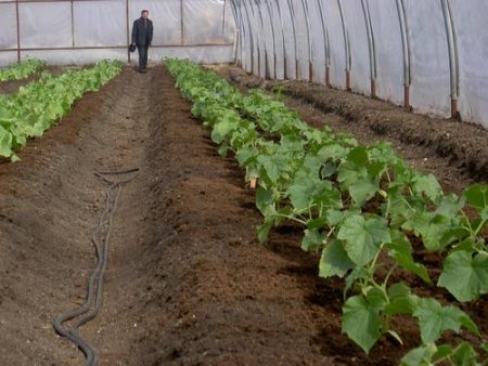 Gunstige dagen voor het planten van komkommers in juni 2016