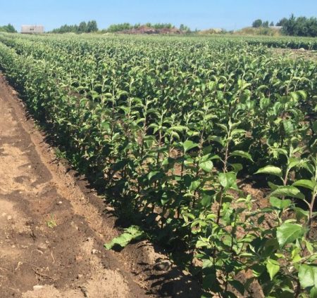 Waar zaailingen van fruitbomen te kopen in Moskou in een kinderdagverblijf