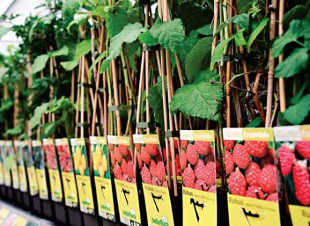 Waar zaailingen van fruitstruiken kopen