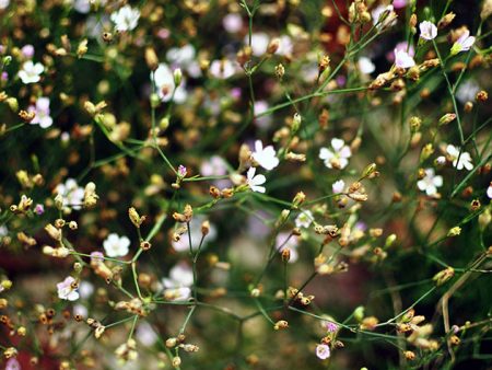 Gypsophila, planten en verzorging in de volle grond