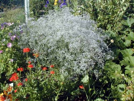 Gypsophila, pagtatanim at pag-aalaga sa bukas na lupa, larawan