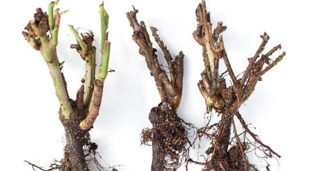 Hoe rozen te bewaren voor het planten, gekocht in dozen in februari