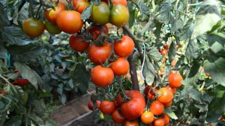 Welke tomaten kunnen het beste in de open lucht in de regio Moskou worden geplant