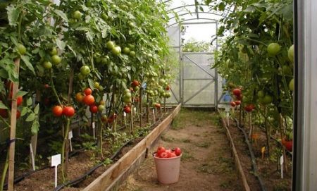 Ano ang mga kamatis na itatanim sa isang polycarbonate greenhouse