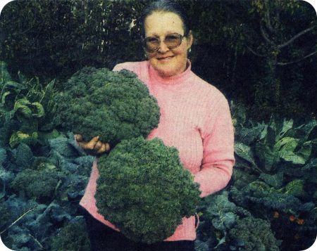 Broccoli, varieties at hybrids