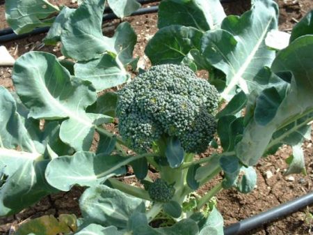 Broccolikool, variëteiten en hybriden, beoordelingen