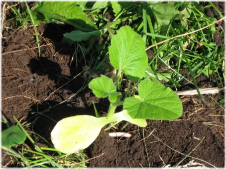 Når du skal plante zucchini til frøplanter i 2016 i forstedene