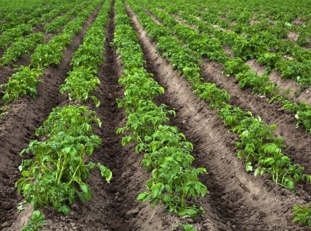 Wanneer aardappelen planten in 2016