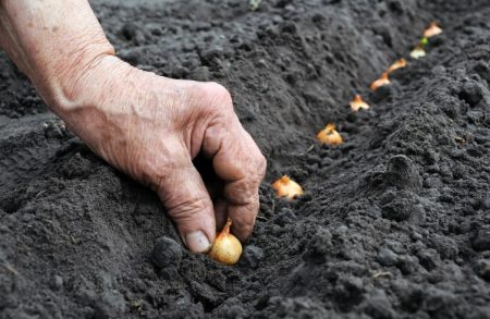 Når planter du løkfrø i åpen mark 2017