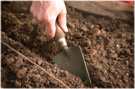 Wanneer plant u uienzaden in de volle grond in 2017