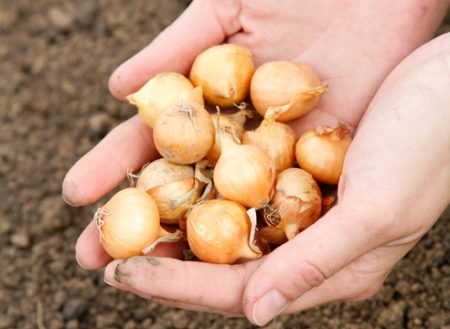 Wanneer plant u plantensets op een krant