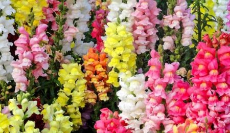 Snapdragon