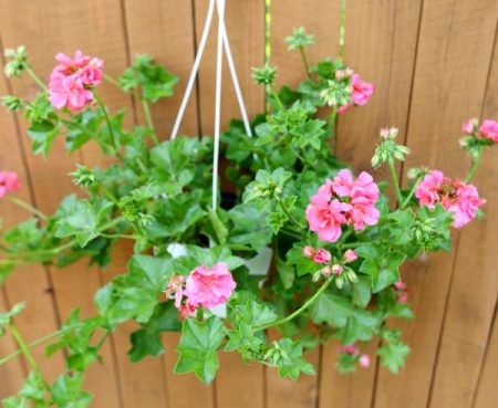 Pelargonium eller ampel geranium