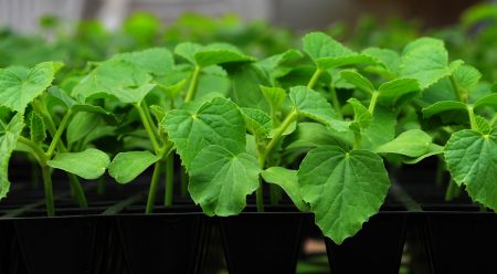 Pagtatanim ng mga pipino para sa mga seedlings sa 2016