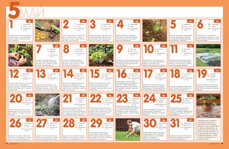 Komkommers planten voor zaailingen in 2016 volgens de maankalender