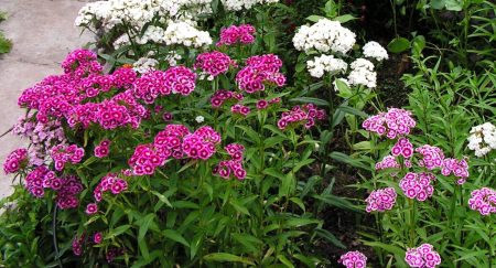 Turkish carnation, paglilinang ng binhi, kung kailan magtatanim